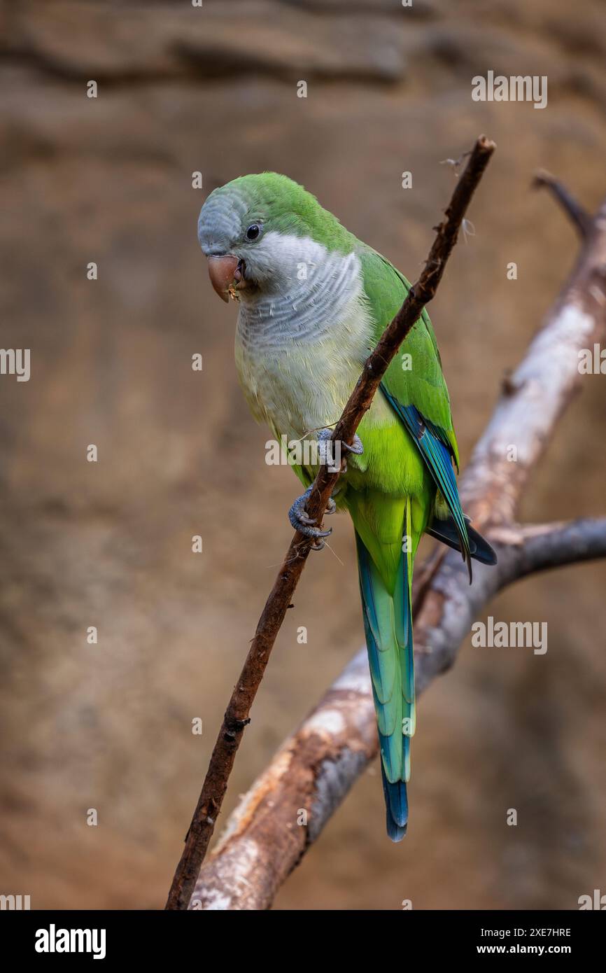 Perruche moine - Myiopsitta monachus, petite perruche verte belle des forêts subtropicales et des bois d'Amérique du Sud, Argentine. Banque D'Images