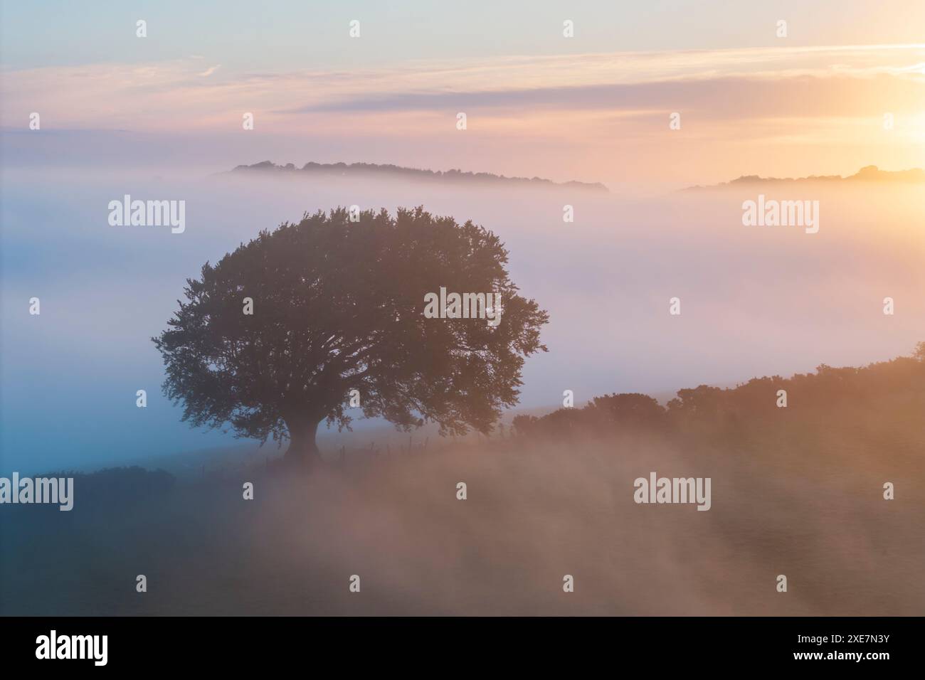 Bel arbre mature à l'aube un matin brumeux, Devon, Angleterre. Printemps (mai) 2024. Banque D'Images