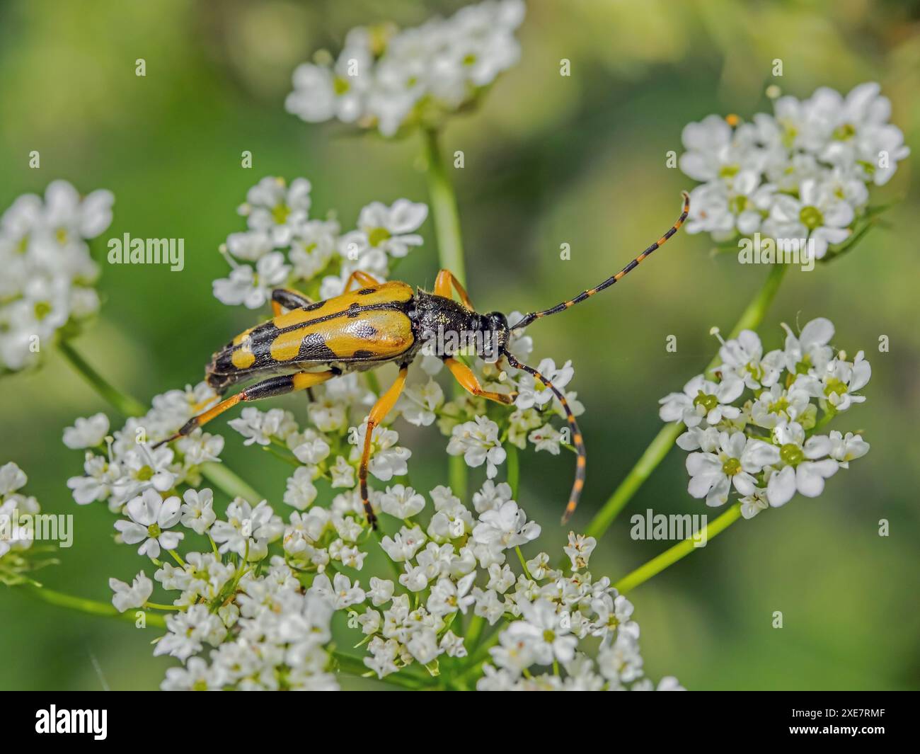 Bélier à pois et petits pois, « Strangalia maculata » Banque D'Images