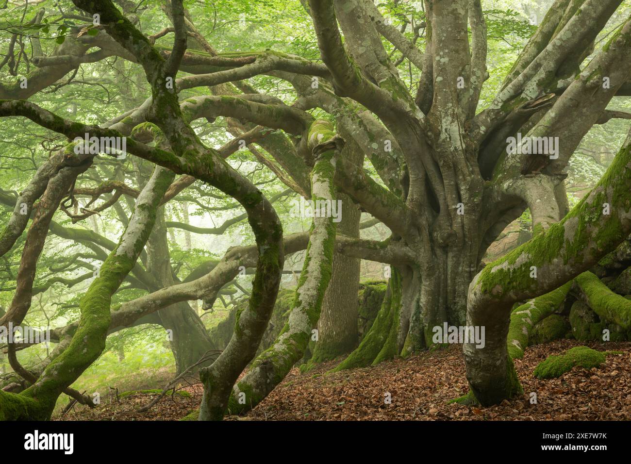 Hêtre ancien avec d'énormes branches d'expansion, parc national de Dartmoor, Devon, Angleterre. Été (août) 2018. Banque D'Images