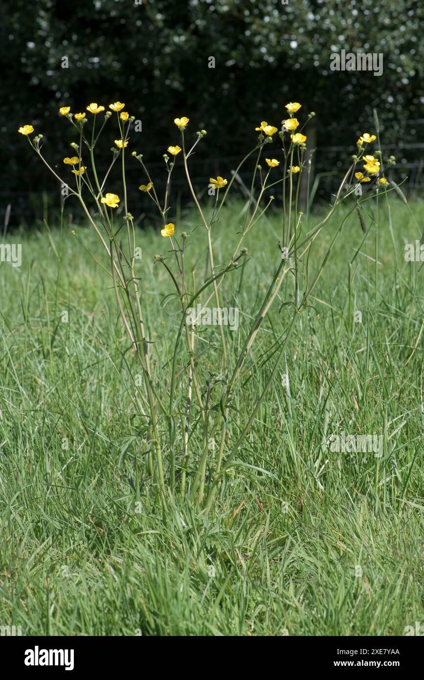 Prairie ou champ Buttercup (Ranunculus acris) grandes plantes en fleur dans un pâturage d'herbe, Berkshire, avril Banque D'Images
