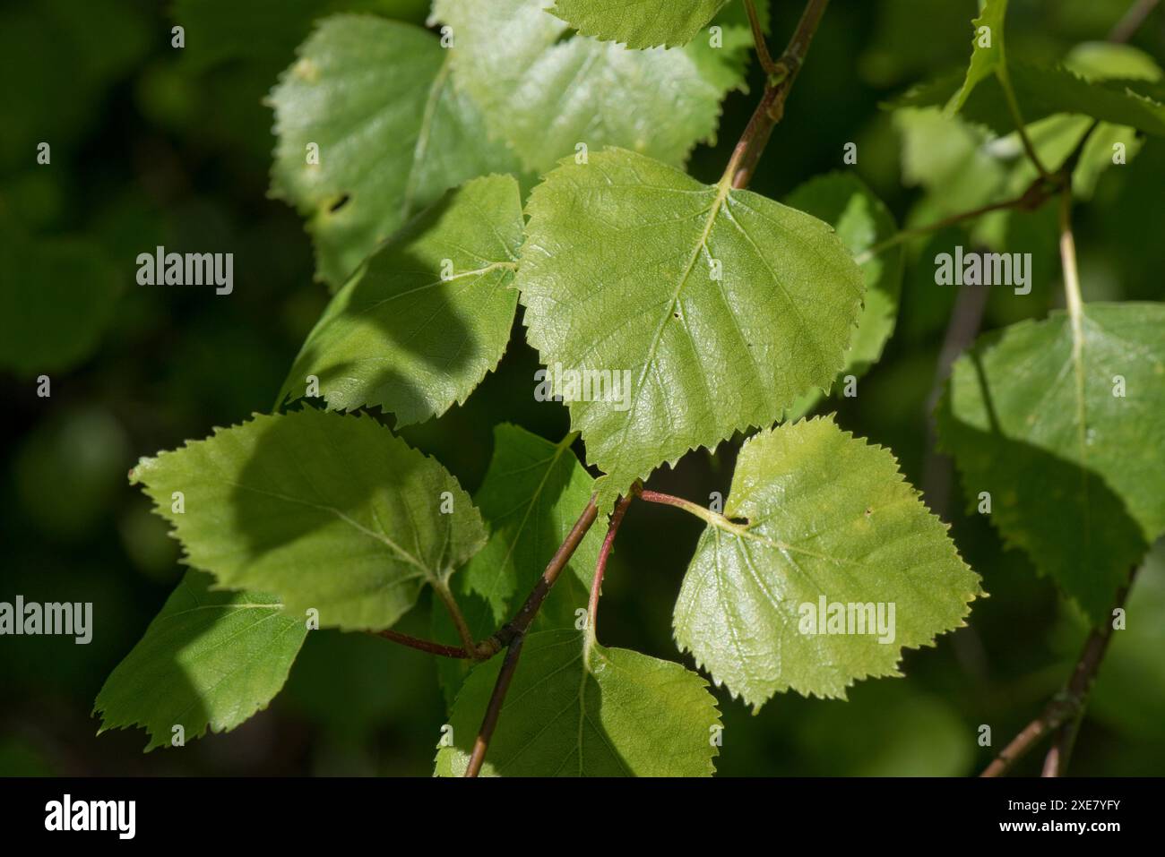 Jeune bouleau argenté (Betula pendula) en forme de coeur, feuilles dentelées triangulaires dans les bois au début du printemps, Berkshire, avril Banque D'Images