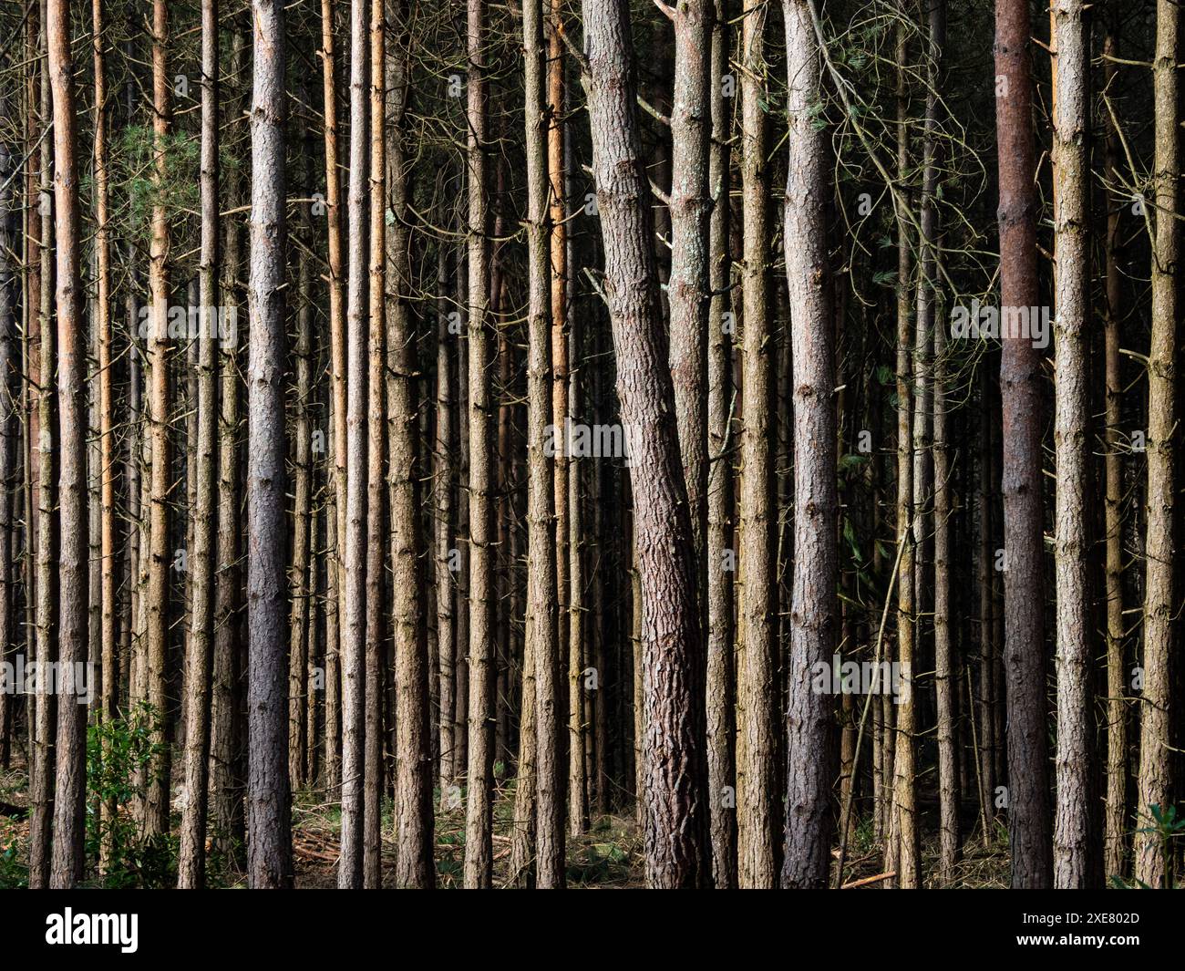 Plantation de pins, Wareham, Dorset, Royaume-Uni Banque D'Images
