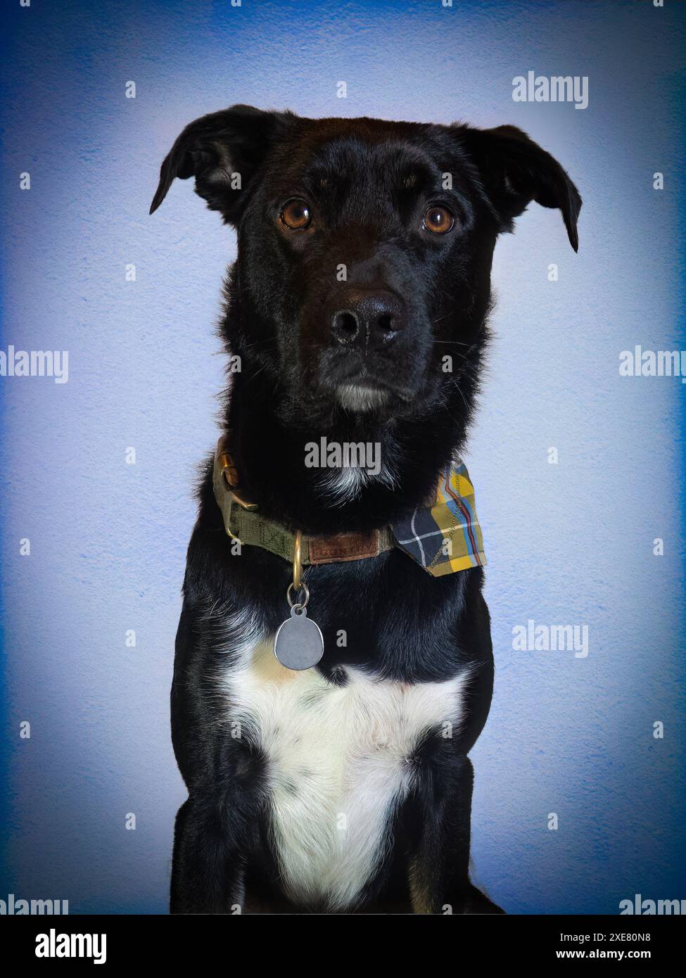 Photo studio d'un chien Banque D'Images