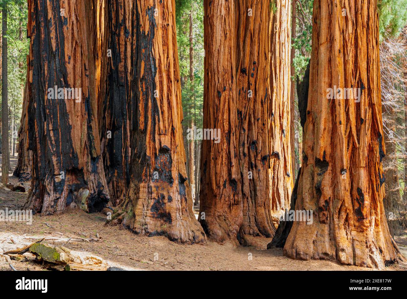 Séquoias géants ; Parc national de séquoia ; Californie ; États-Unis Banque D'Images