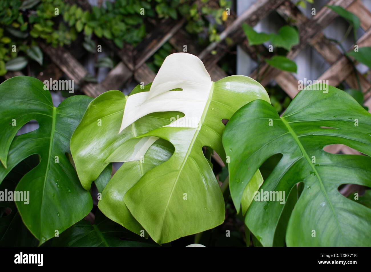 Monstera deliciosa Albo. Usine de fromage panaché. Plante d'intérieur chère à la mode Banque D'Images