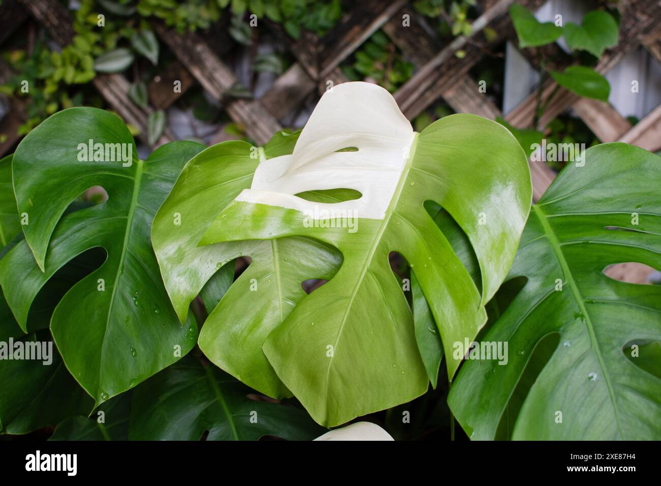 Monstera deliciosa Albo. Usine de fromage panaché. Plante d'intérieur chère à la mode Banque D'Images