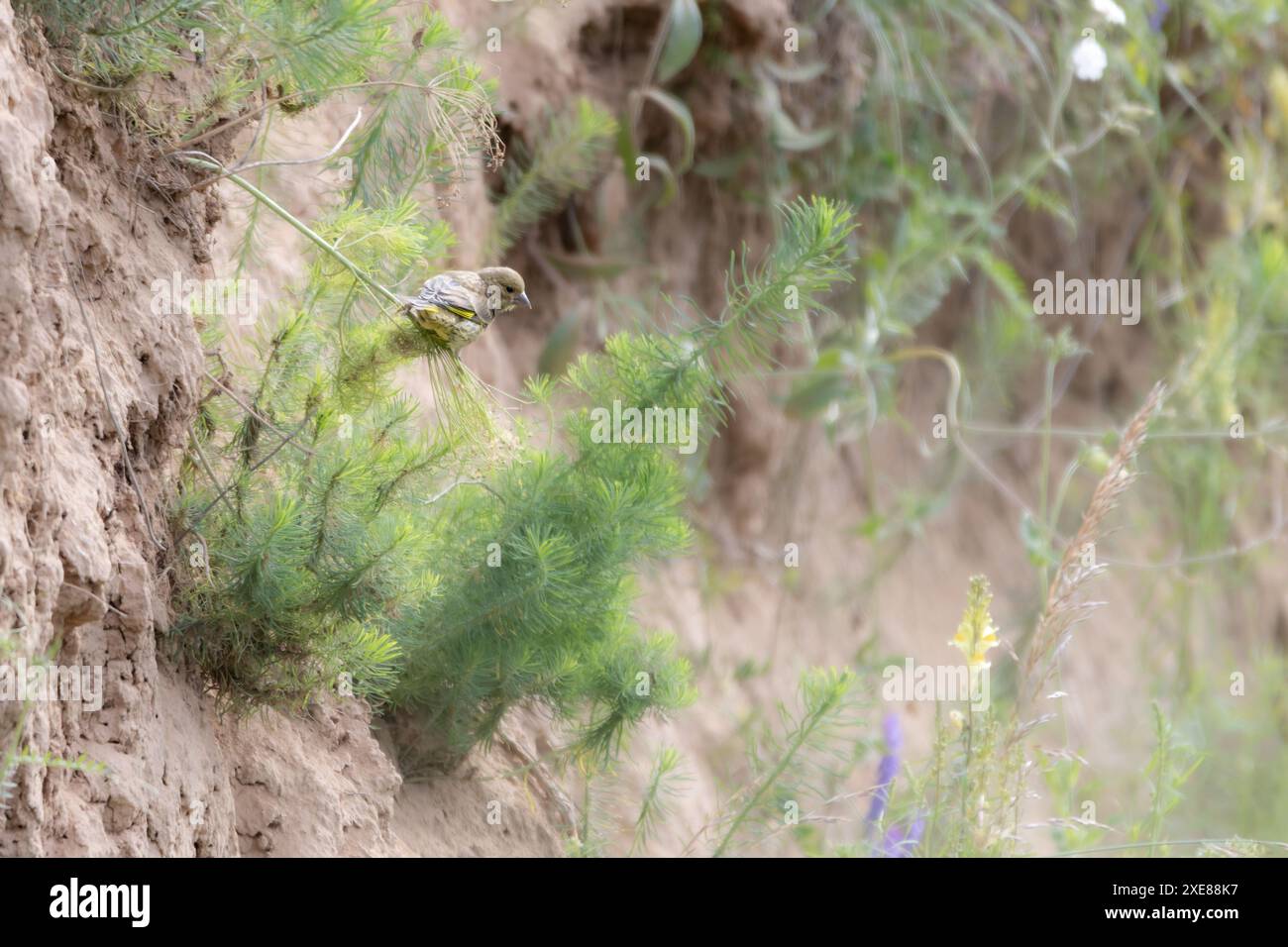 finch vert dans une fosse en argile Banque D'Images