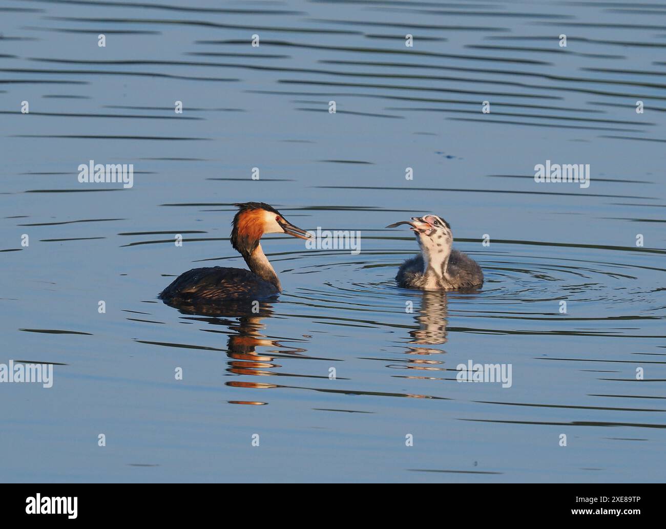 Les jeunes grands grebe à crête sont capables de consommer des poissons étonnamment gros! Banque D'Images