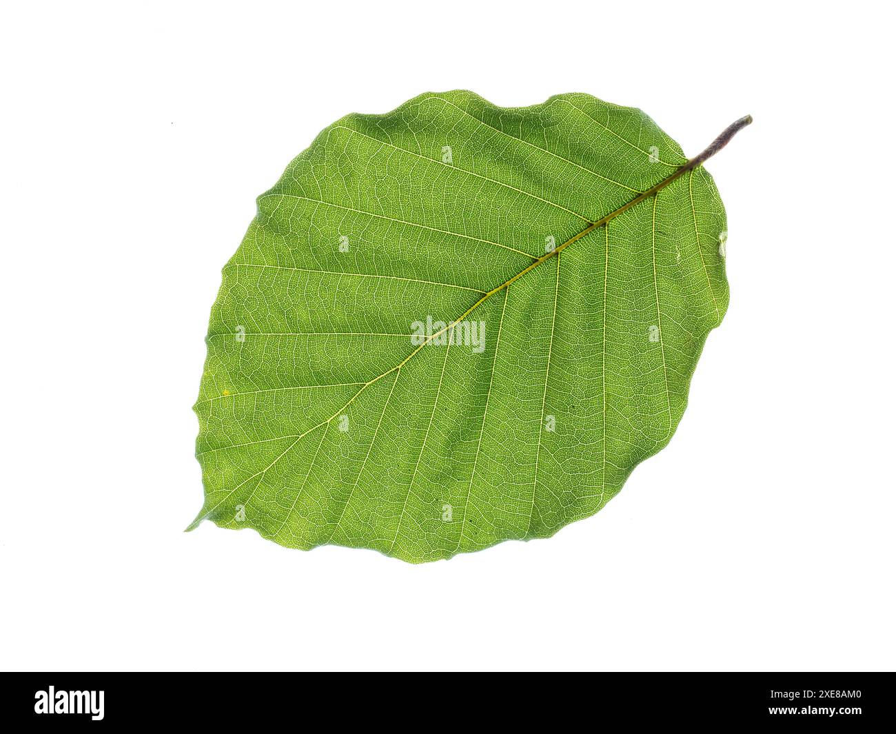 Une seule feuille de Rhodotypos sur fond blanc Banque D'Images