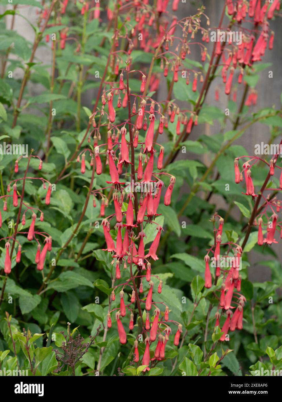 Fleurs suspendues tubulaires rouges sombres du cape fuchsia Phygelius « Devil's Tears » Banque D'Images