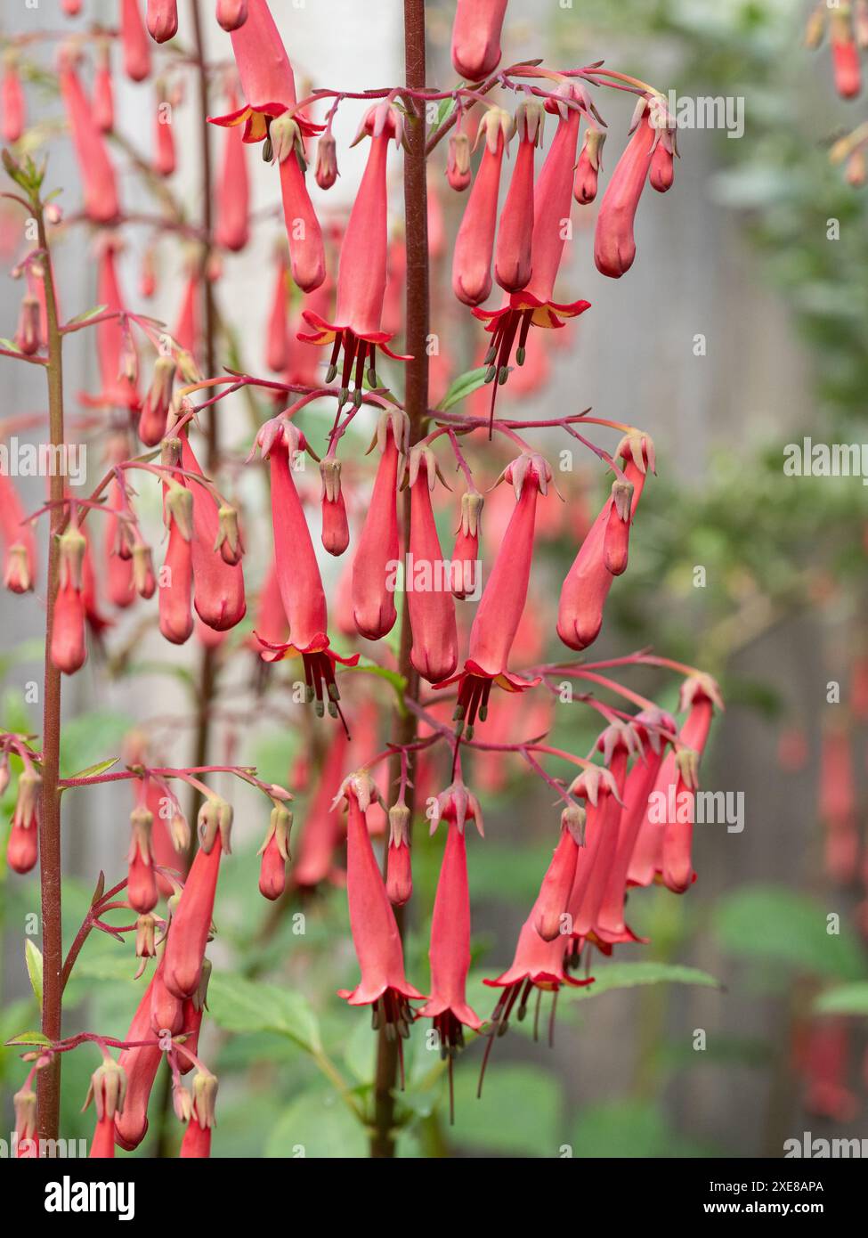 Fleurs suspendues tubulaires rouges sombres du cape fuchsia Phygelius « Devil's Tears » Banque D'Images