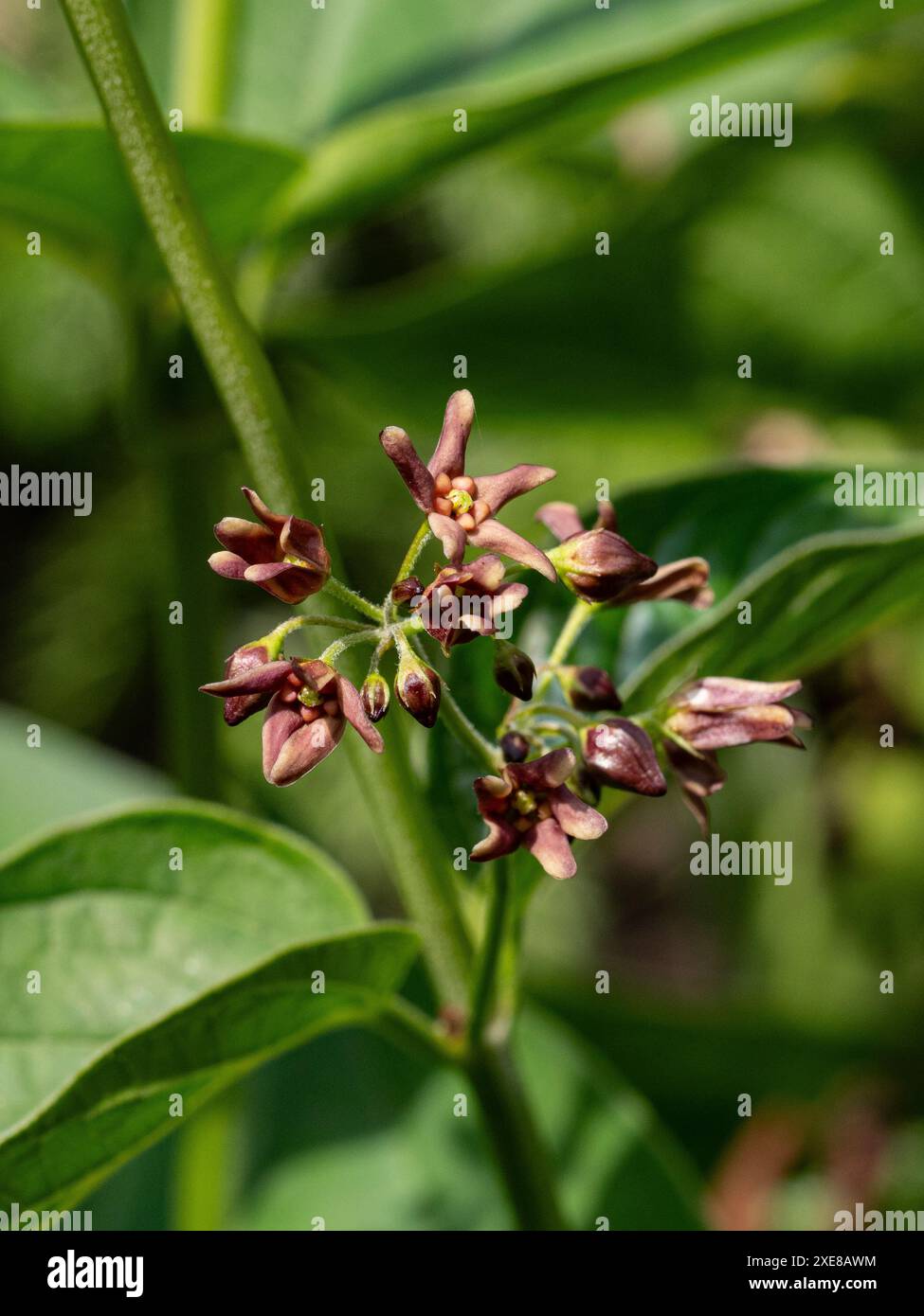 Un groupe de fleurs brunes chocolat de Vincetoxicum sp. aff. 'Nigrum' Banque D'Images