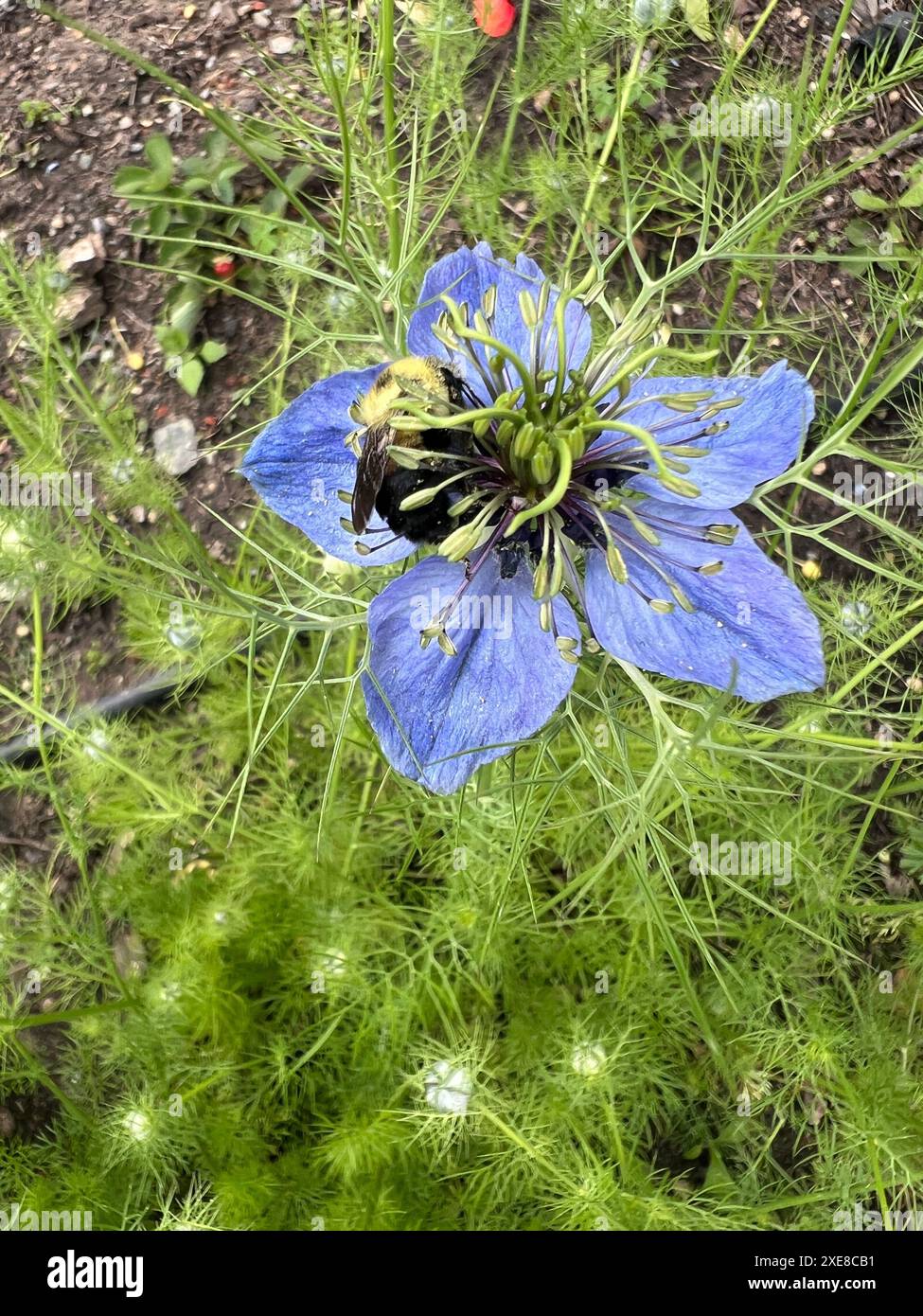 Nigella Damacena, fleurs, 'amour-dans-une-brume', ou 'diable dans la brousse', est une plante annuelle à fleurs de jardin, appartenant à la famille des renonculacées. Banque D'Images