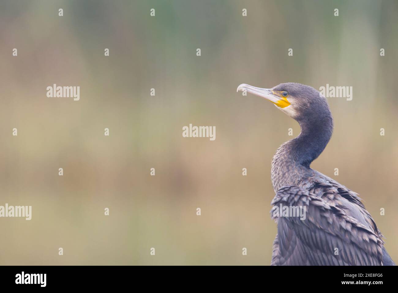 Grand cormoran Phalacrocorax carbo, plumage de 1ère année, Hortobagy, Hongrie, juin Banque D'Images