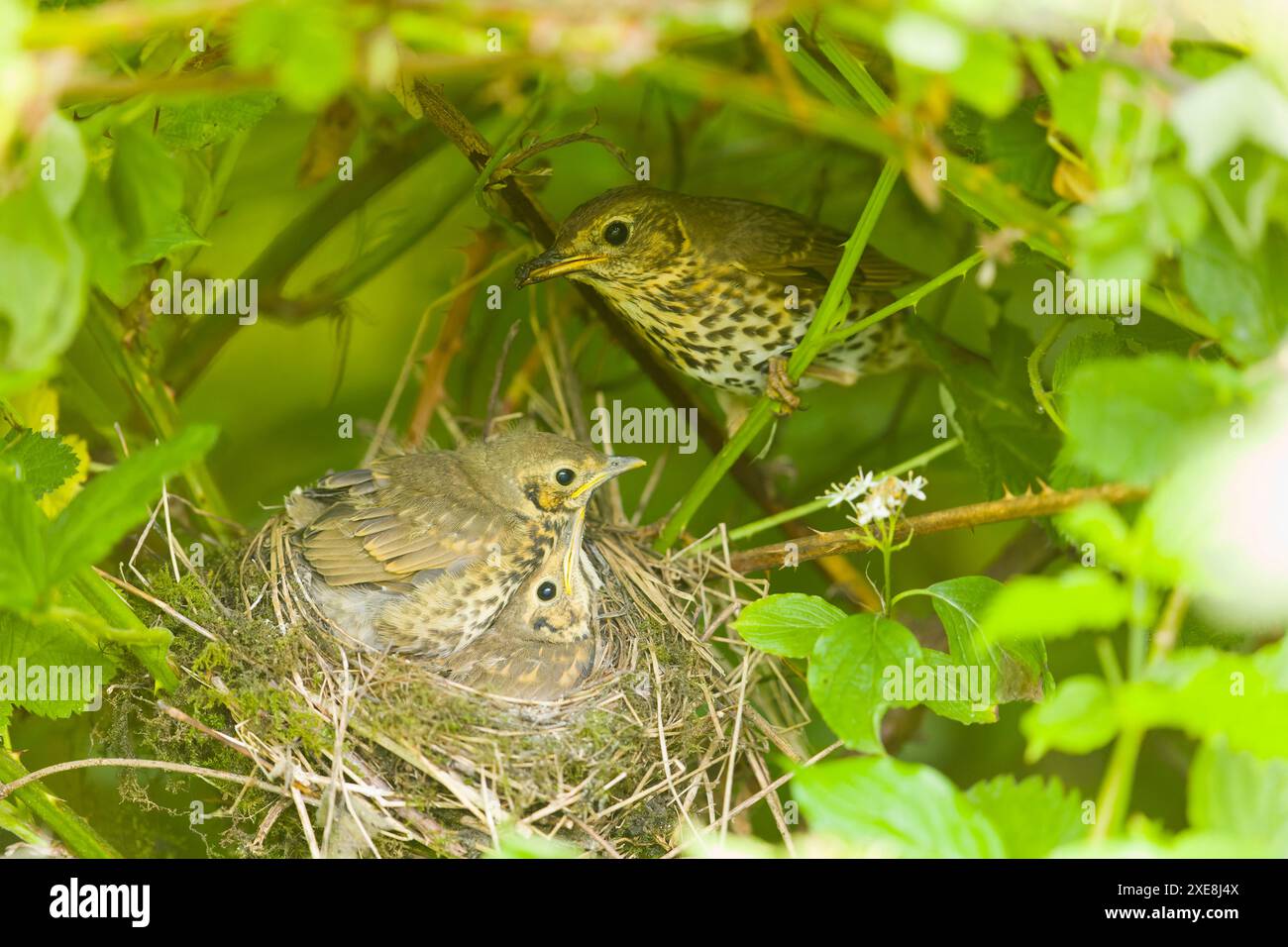 Muguet de chanson Turdus philomeos, adulte avec 2 poussins dans le nid, Suffolk, Angleterre, Banque D'Images