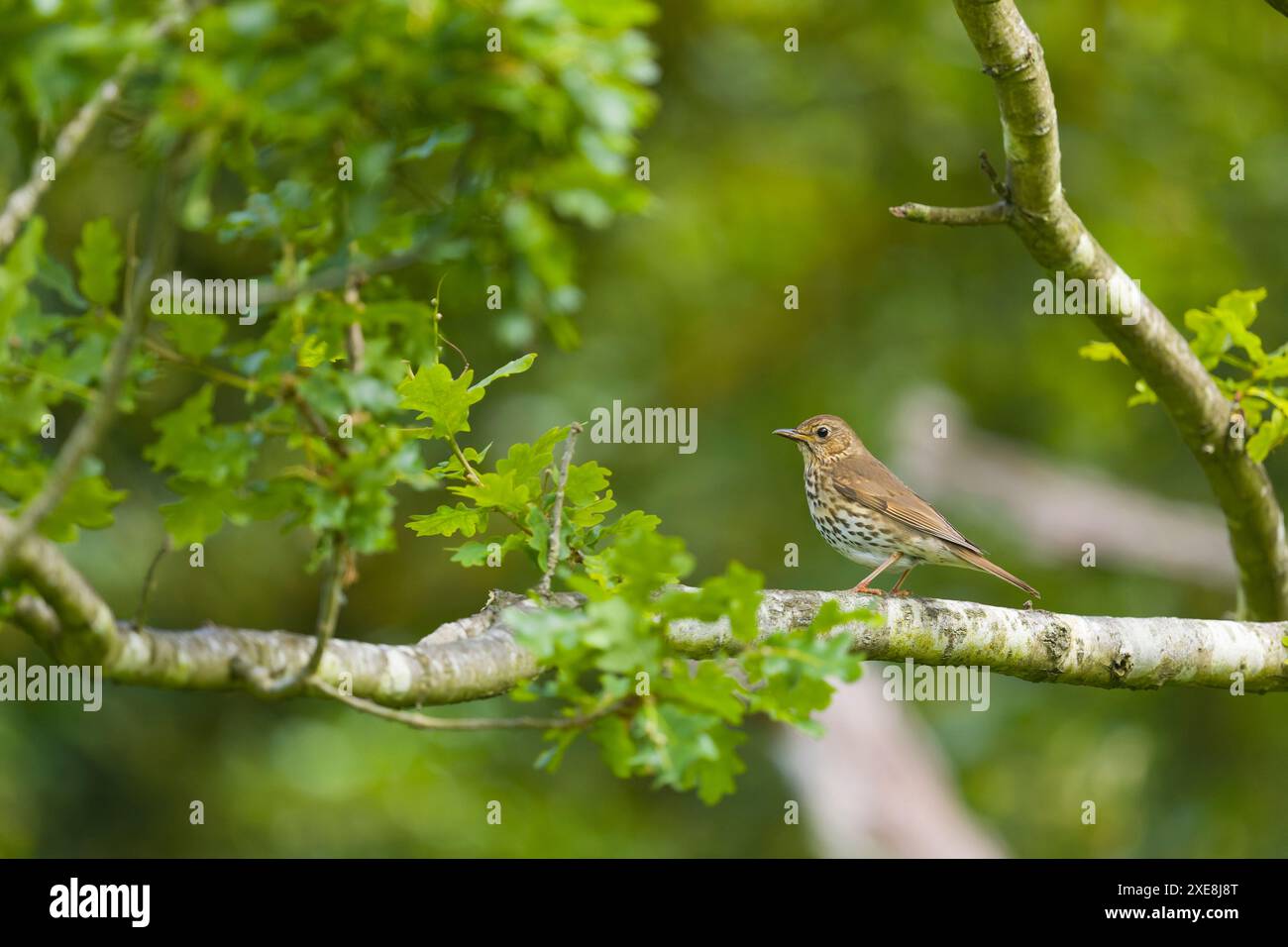 Muguet Turdus philomeos, adulte perché sur branche, Suffolk, Angleterre, juin Banque D'Images