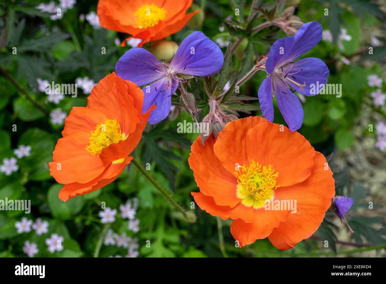 Coquelicots islandais orange vif (Papaver naudicaule) avec géranium pourpre Rozanne sur un lit de purslane rose (Claytonia Siberica). Banque D'Images