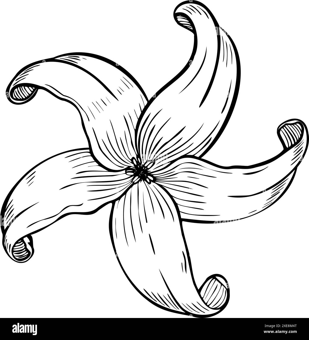 Illustration vectorielle avec Papaya Flower ou Lily dans le style art au trait sur des arrière-plans isolés. Dessin botanique linéaire de plumeria ou frangipanier pour salon de spa. Contour noir pour les cartes de vœux. Illustration de Vecteur