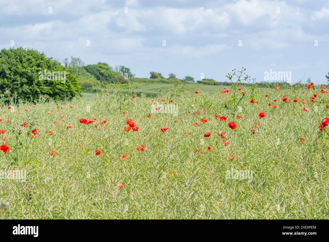 Papaver rhoeas / coquelicot rouge poussant comme mauvaise herbe dans les cultures de colza oléagineux. Une fois utilisé en médecine traditionnelle, le 'Corn Poppy' est également une mauvaise herbe arable à problème. Banque D'Images