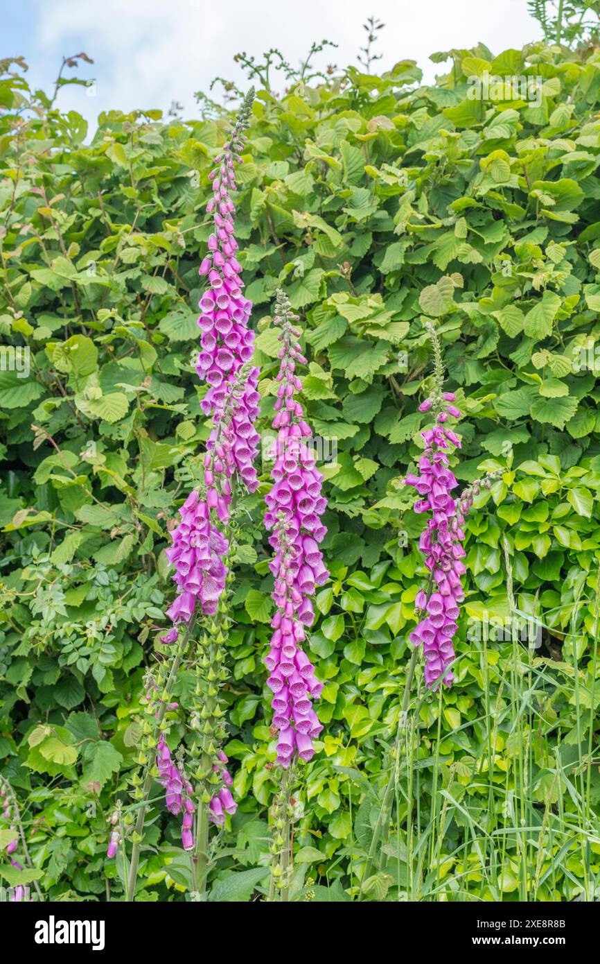 Pointes de fleurs de fleurs violettes Foxglove / Digitalis purpurea poussant dans la haie au soleil. Autrefois utilisé dans les remèdes à base de plantes, les remèdes à la maison, les remèdes Banque D'Images