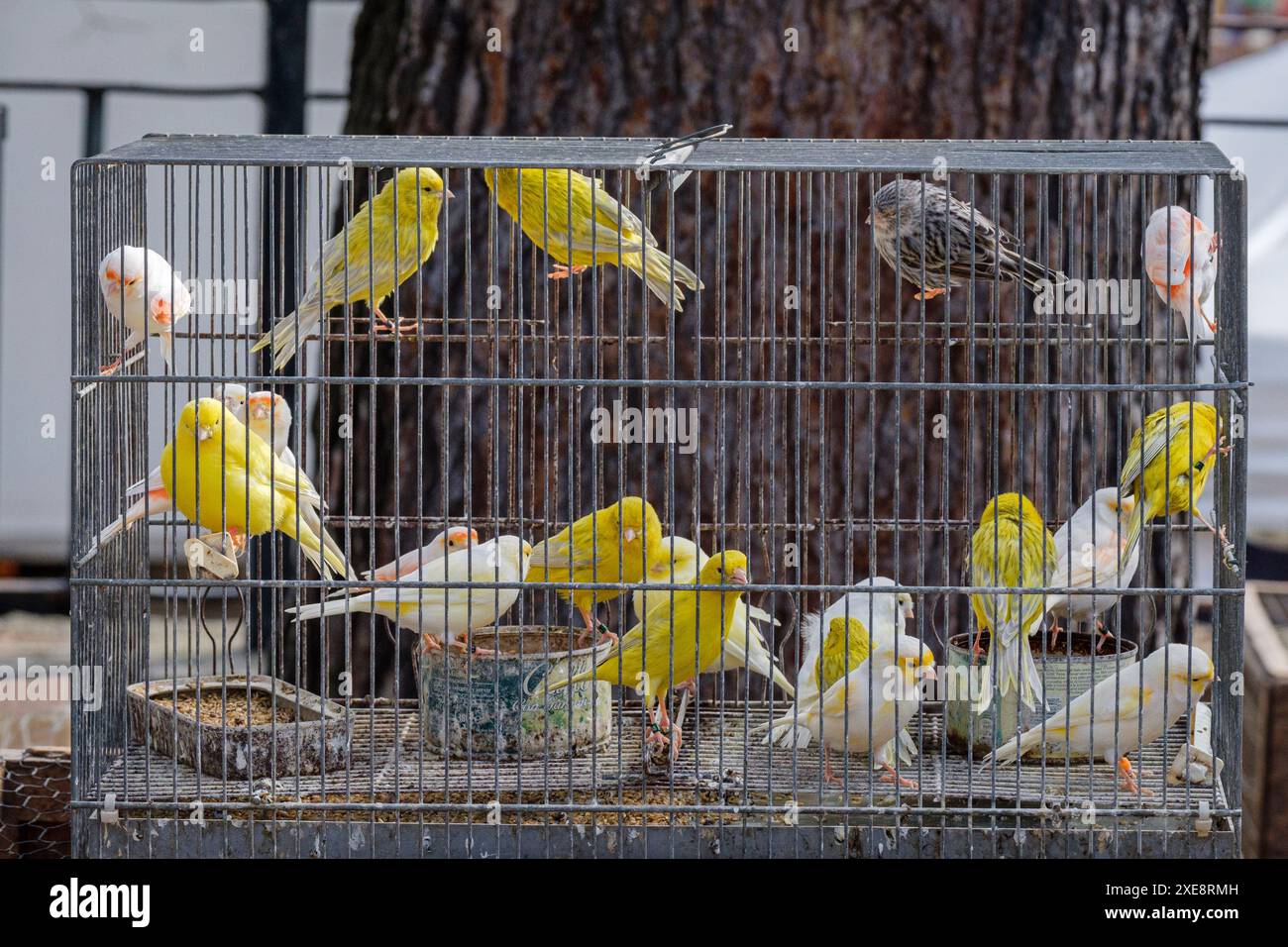 Cage avec canaris à vendre Banque D'Images