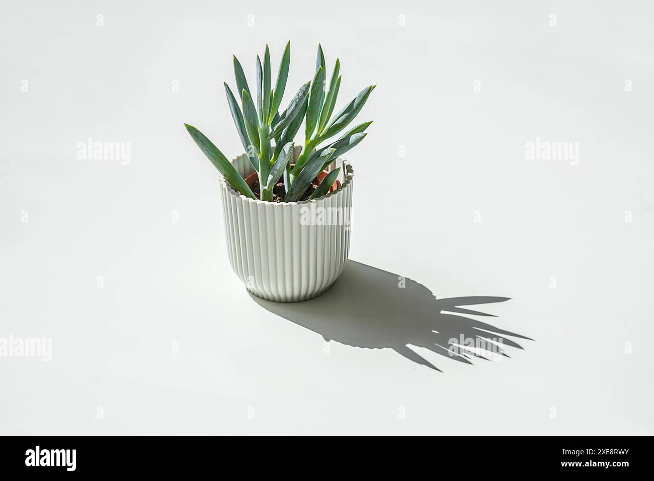 Plante à la maison succulente et son ombre sur le fond blanc, le jardinage à la maison et le concept minimal de décoration à la maison Banque D'Images