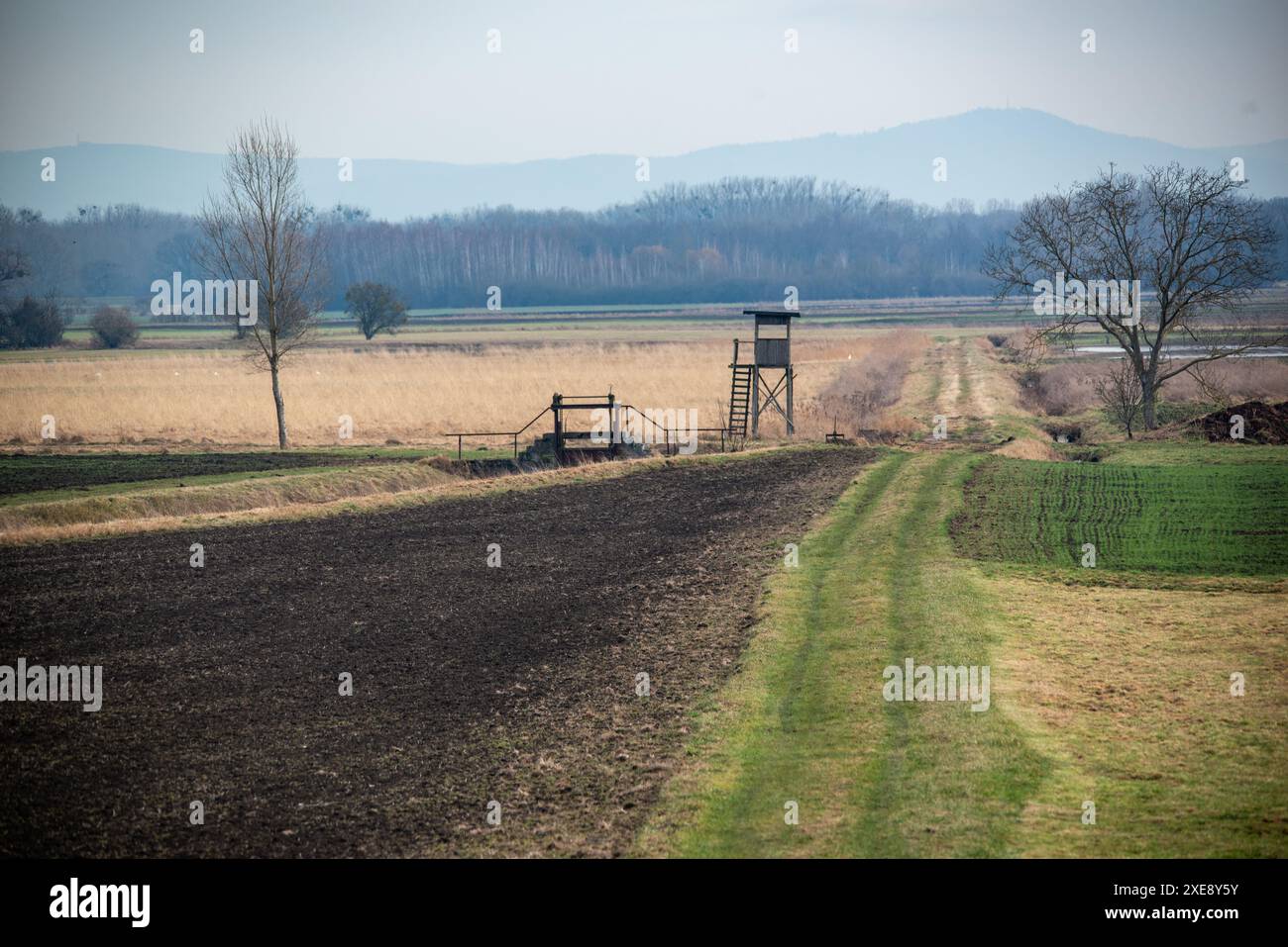 Champs dans les plaines inondables du Rhin en Hesse Banque D'Images