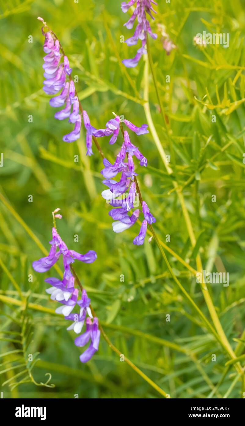 Vogelwicke 'Vicia cracca' Banque D'Images