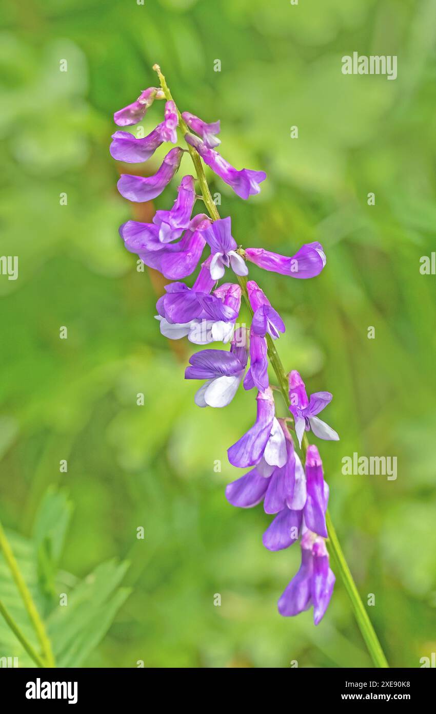 Vogelwicke 'Vicia cracca' Banque D'Images