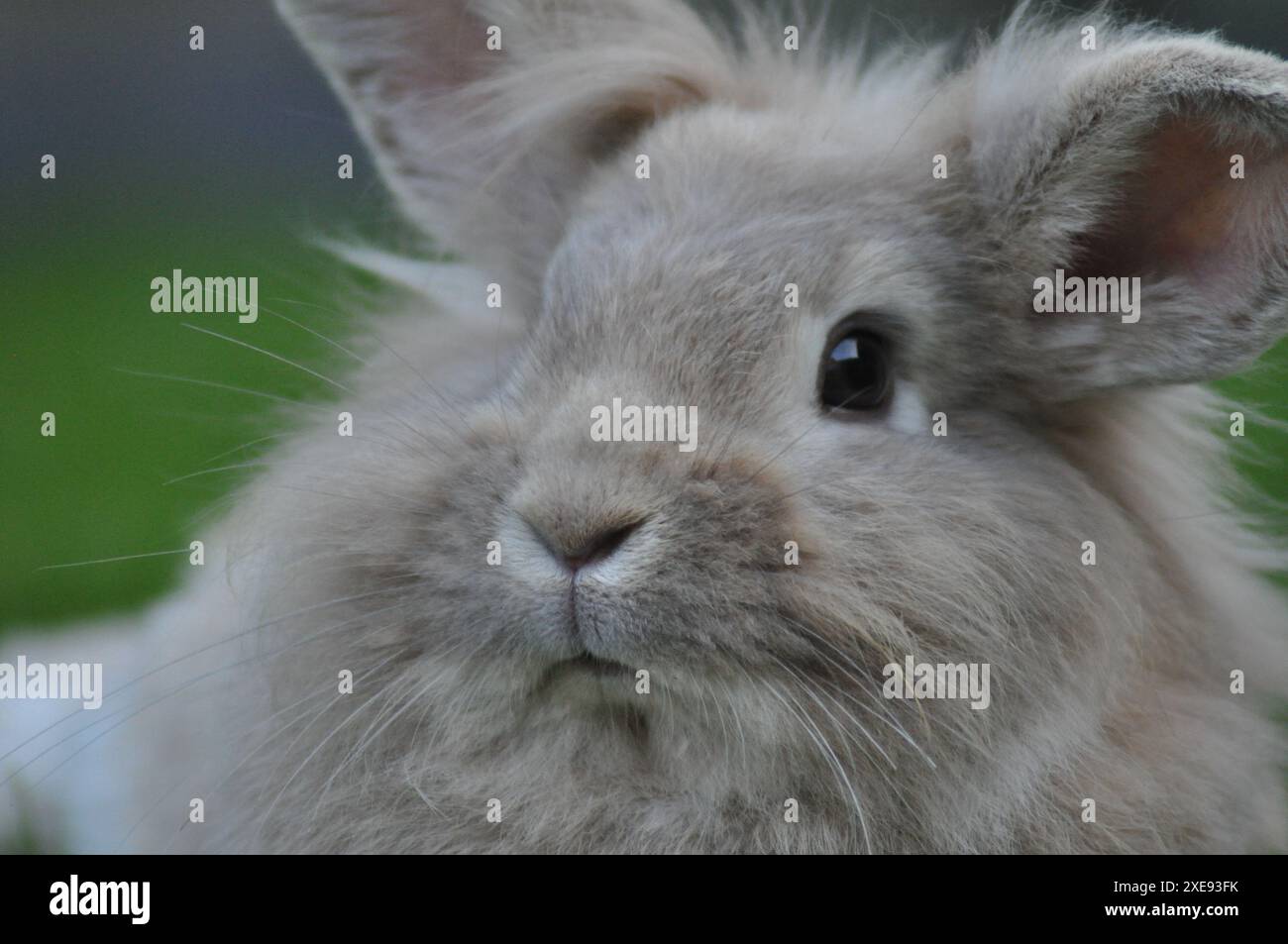 Jeune lapin nain à tête de lion de couleur sable dans un jardin Banque D'Images