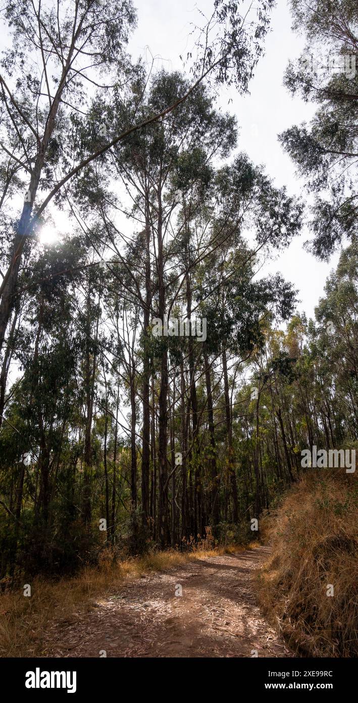 Dirt Road à côté d'un tas de très grands arbres à Cusco, Pérou Banque D'Images