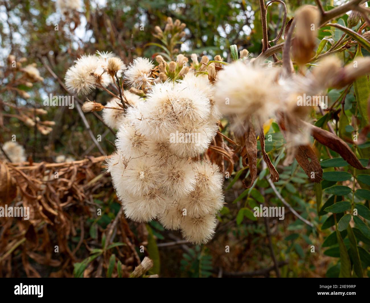 Arbuste fleuri natif connu sous le nom de Mule Fat, Seepwillow ou Wally-Water (Baccharis salicifolia) dans une campagne à Cusco, Pérou. Banque D'Images