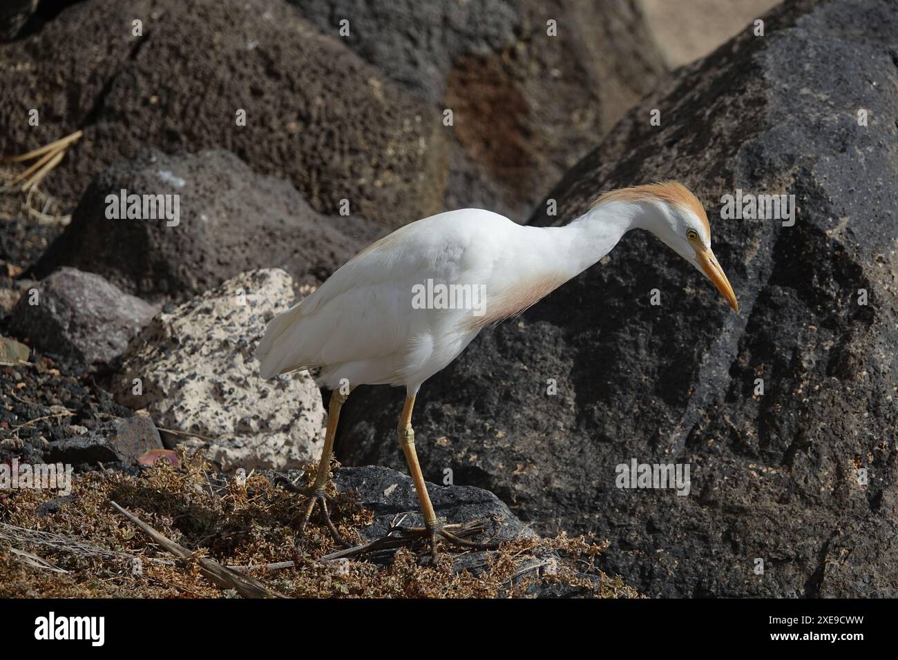Aigrette bovine (Bubulcus ibis) dans un beau plumage d'élevage Banque D'Images