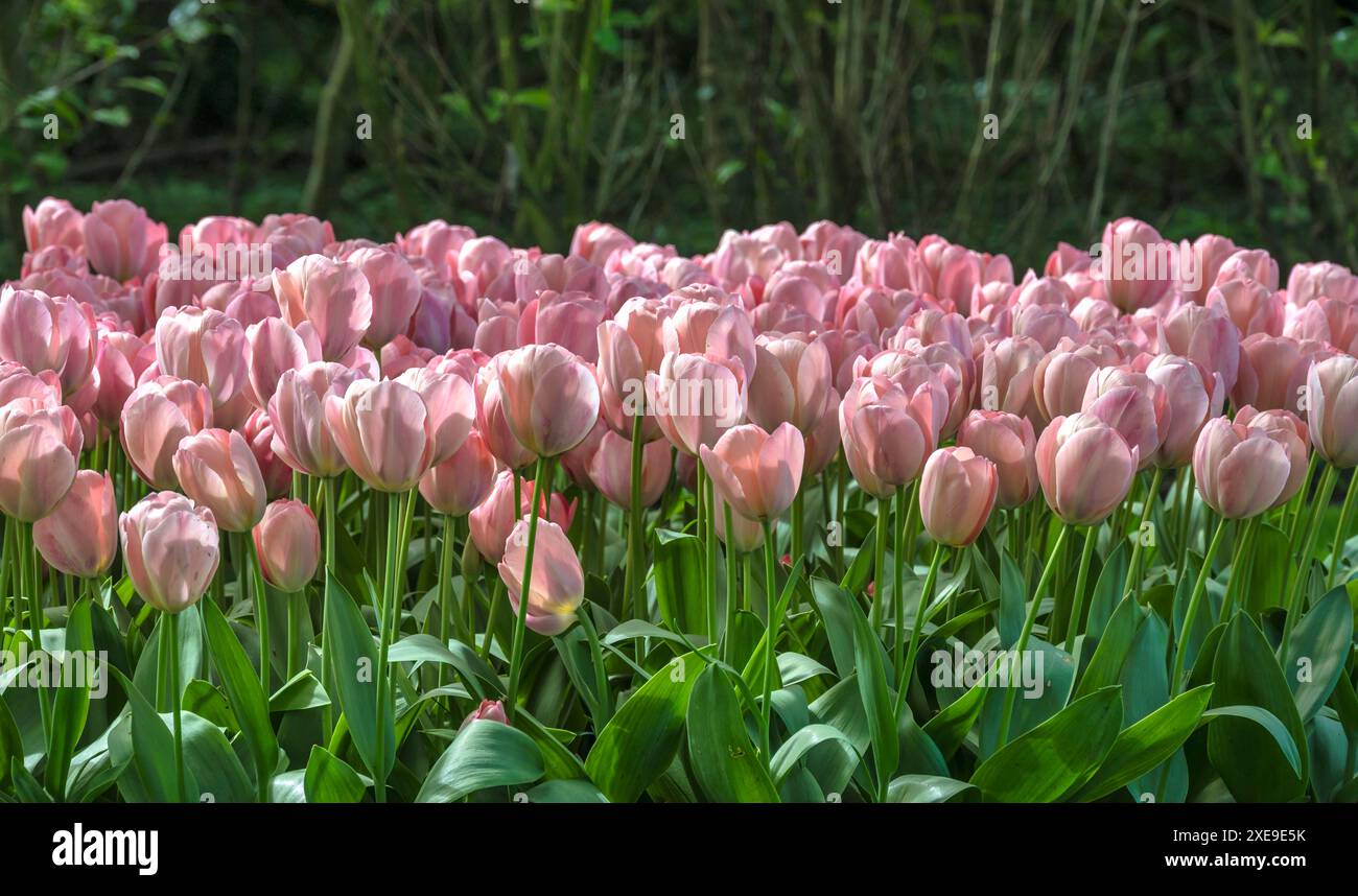 Champ de bulbe de tulipe de printemps dans le jardin à lisse près d'Amsterdam Hollande pays-Bas Banque D'Images