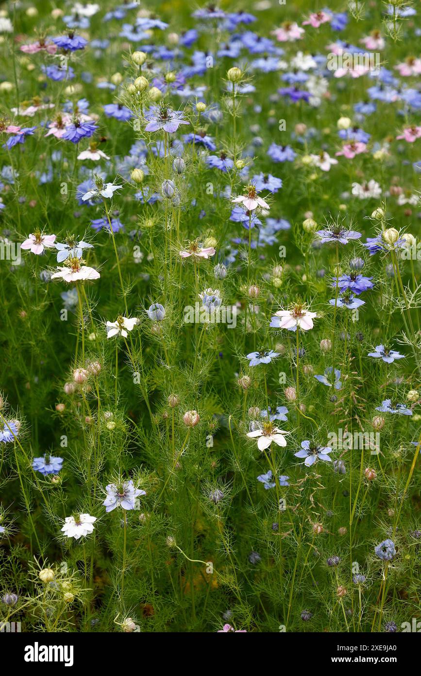 Gros plan sur les fleurs bleues et les fleurs blanches de la plante annuelle de jardin nigella damascene. Banque D'Images