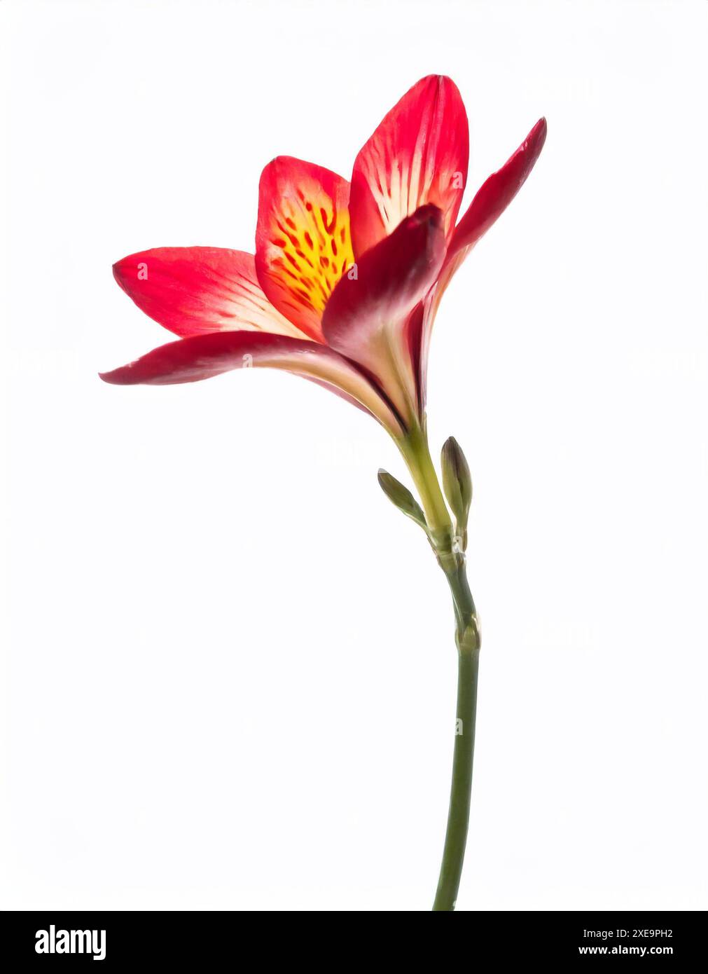Fleur de freesia sur un fond blanc Banque D'Images