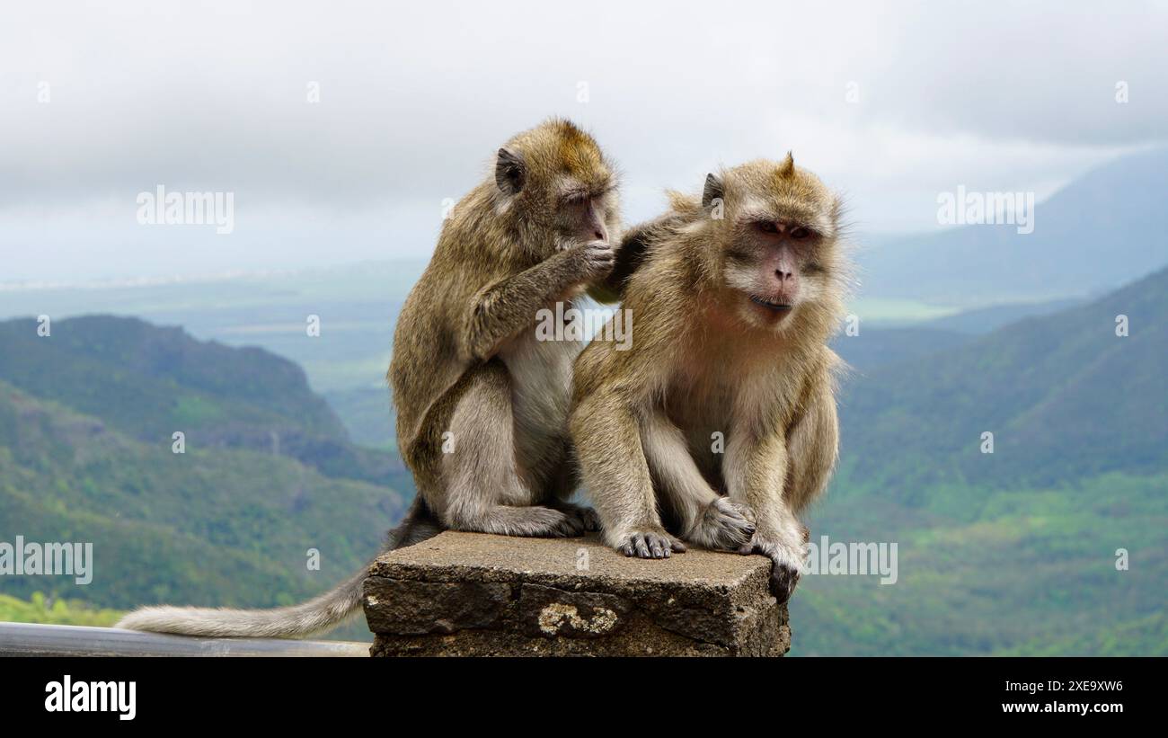 Deux macaques assis et se nettoyant l'un l'autre Banque D'Images