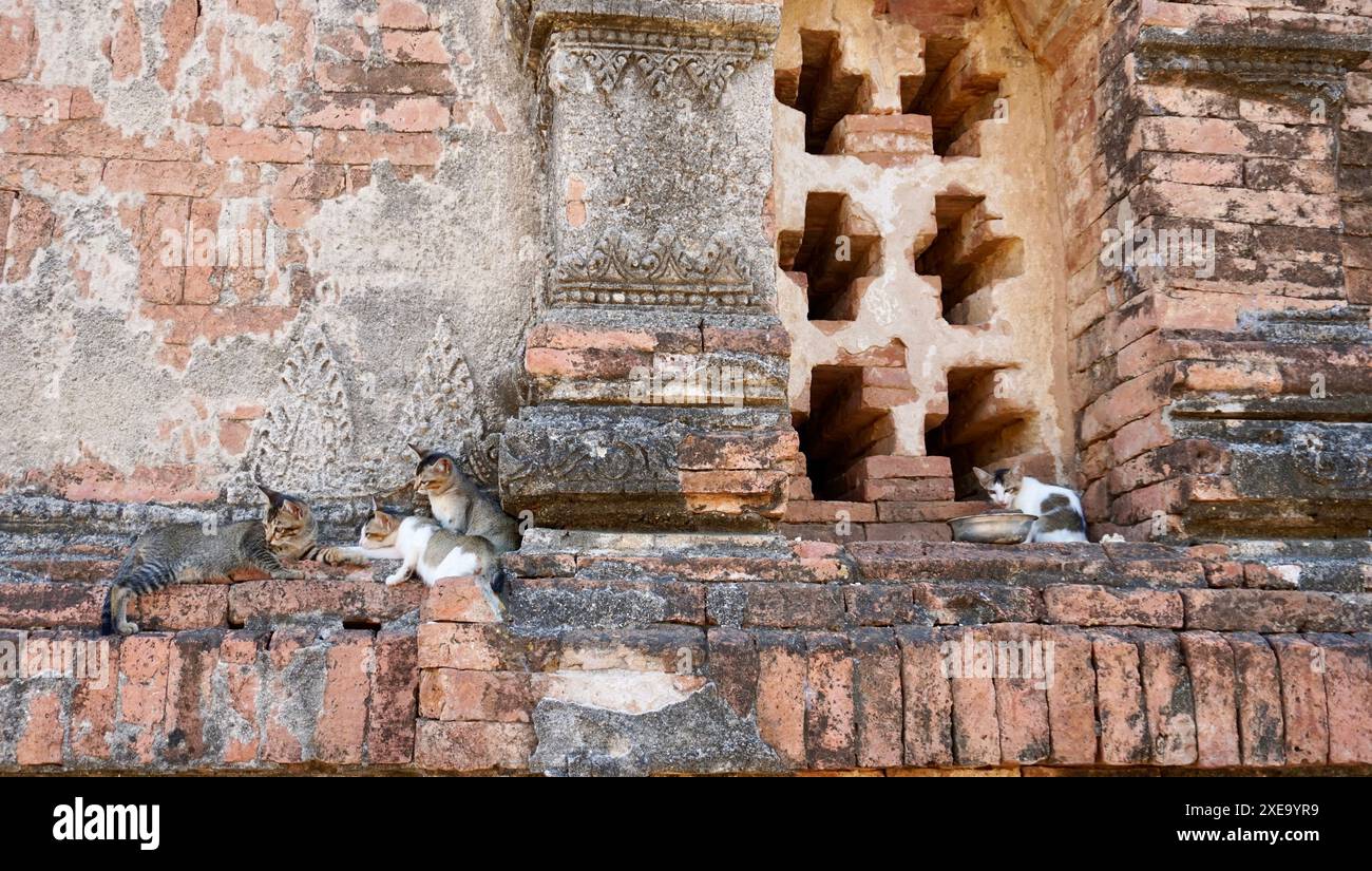 Gardiens du temple : chats sauvages des pagodes de Bagan Banque D'Images