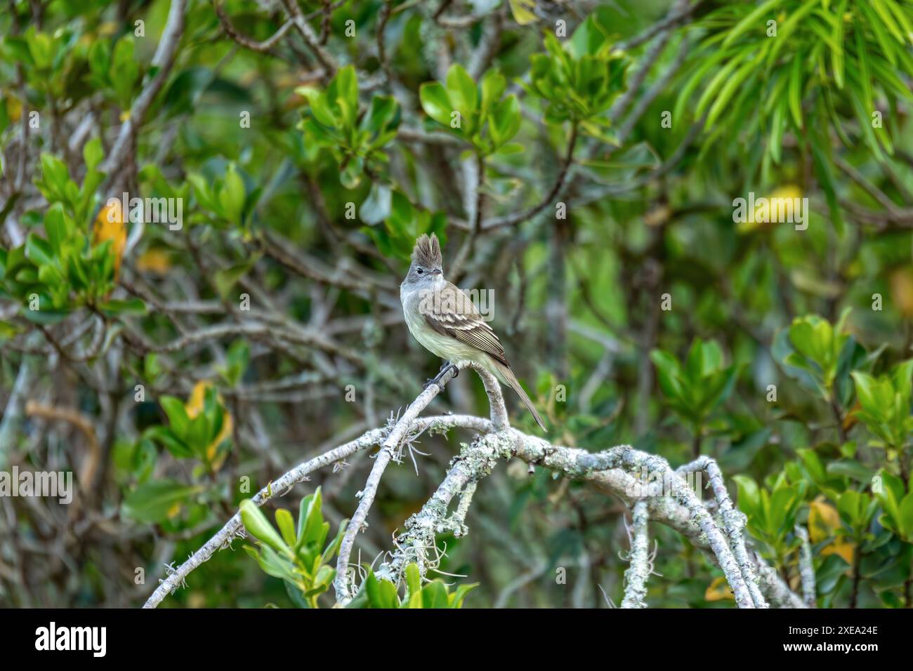 Elaenia à ventre jaune (Elaenia flavogaster), Barichara, Santander Department. Faune et observation des oiseaux en Colombie Banque D'Images