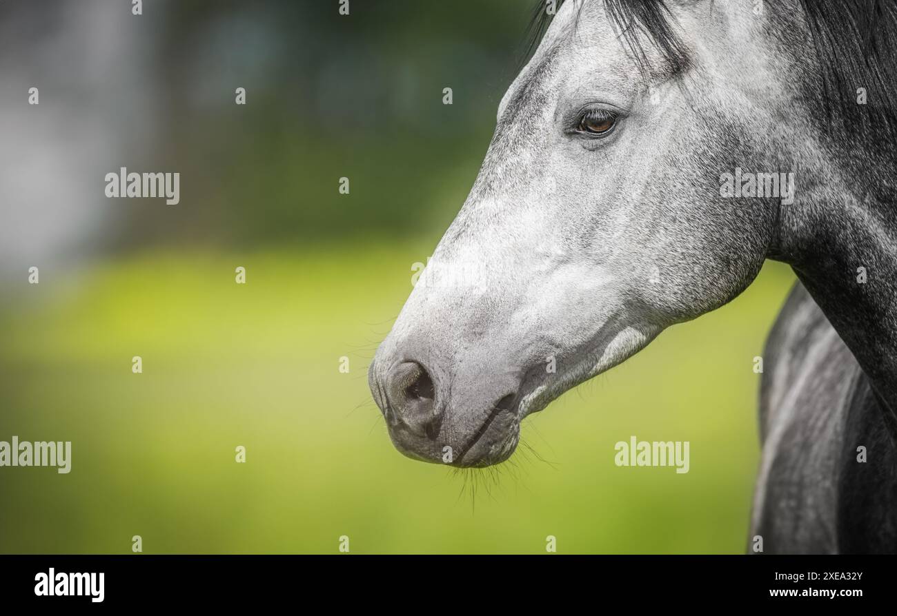 Portrait de cheval gris sur fond de nature. Banque D'Images