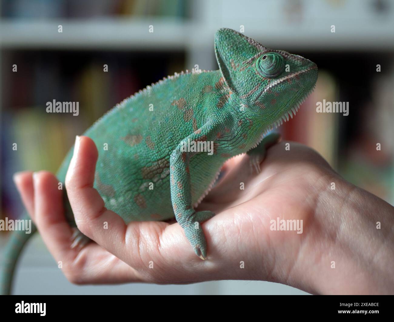 Caméléon est tenu dans les mains du gardien, mise au point sélective. Gardant, et élevage concept de caméléons Banque D'Images