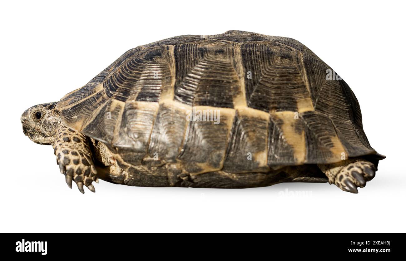 Une petite tortue terrestre traverse la route. Banque D'Images