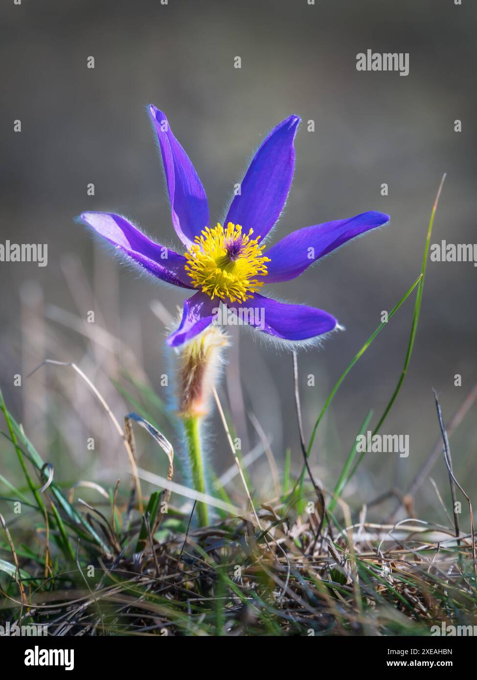 Pulsatilla patens, pasqueflower oriental, et fleurs pourpres d'anémone de feuillus recouvertes de petits poils fleurissant sur la prairie Banque D'Images