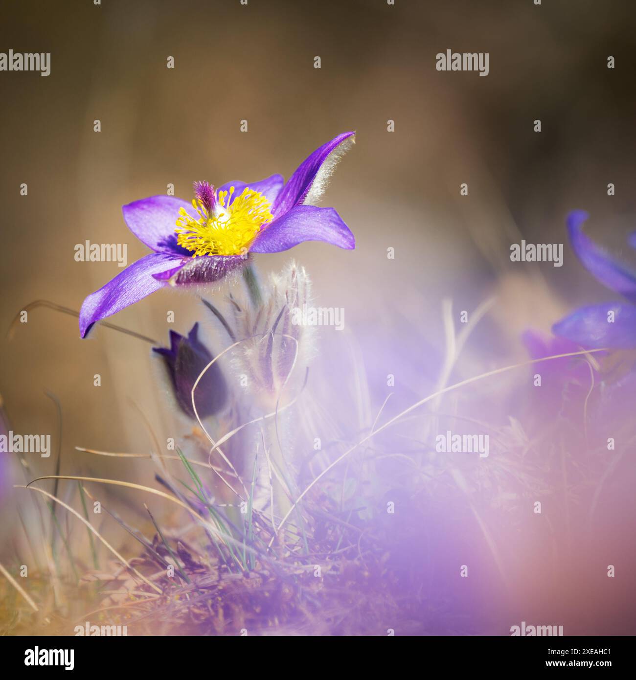 Pulsatilla patens, pasqueflower oriental, et fleurs pourpres d'anémone de feuillus recouvertes de petits poils fleurissant sur la prairie Banque D'Images