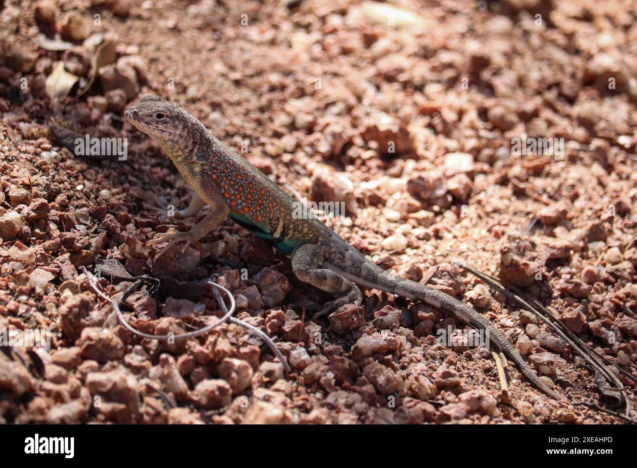 Grand lézard sans terre mâle ou Cophosaurus texanus marchant à travers le sentier du Cyprès à Payson, Arizona. Banque D'Images