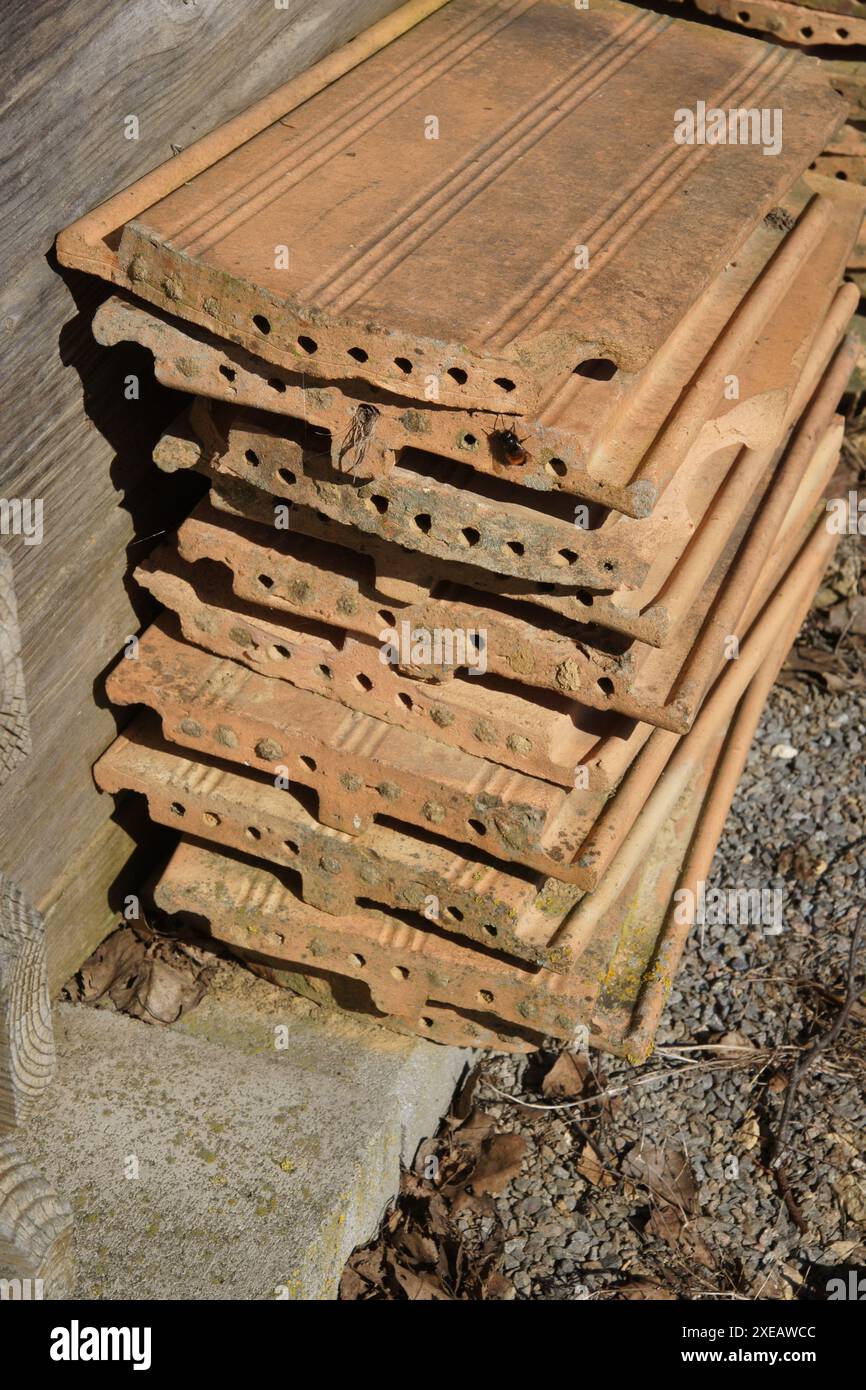 Nestbox avec bourdon Banque D'Images