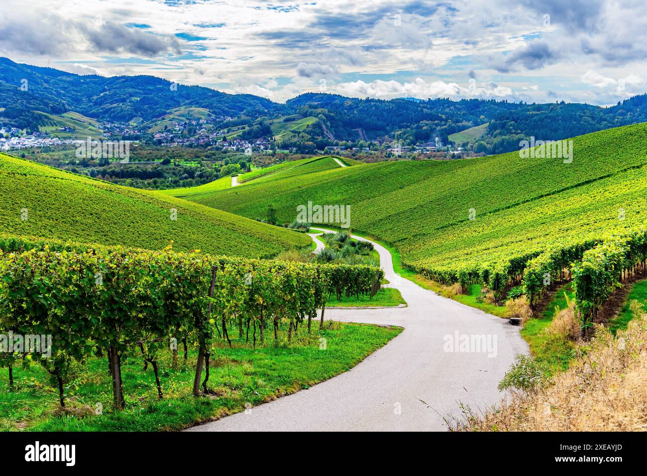 Chemin de terre entre les vignes Banque D'Images