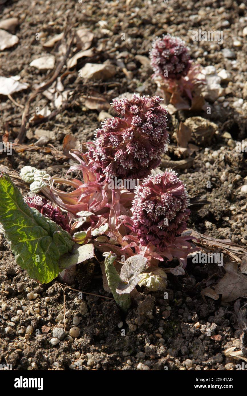 Pétasite Petasites hybridus, Banque D'Images