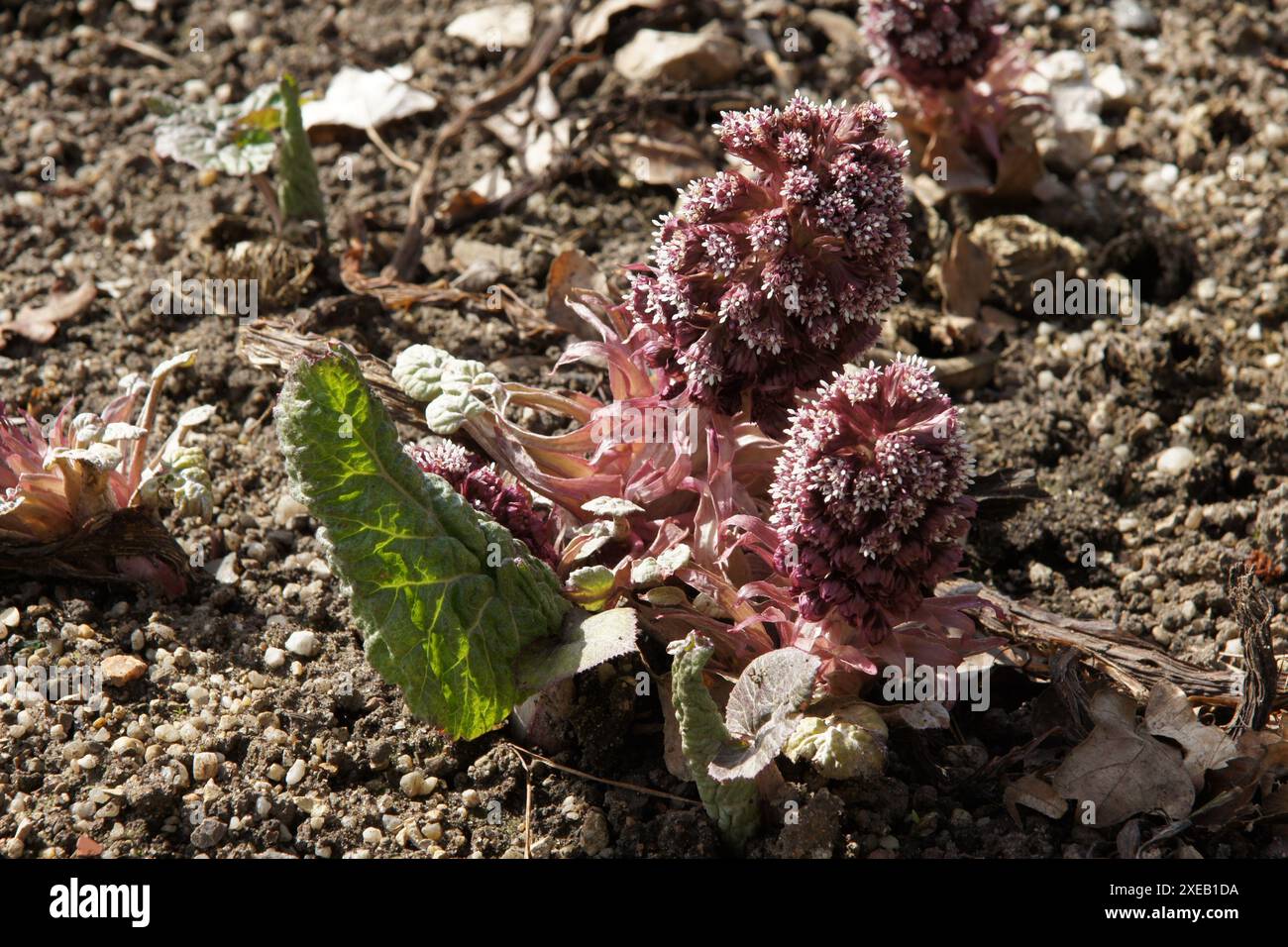 Pétasite Petasites hybridus, Banque D'Images